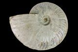 Silver Iridescent Ammonite (Cleoniceras) Fossil - Madagascar #159388-1